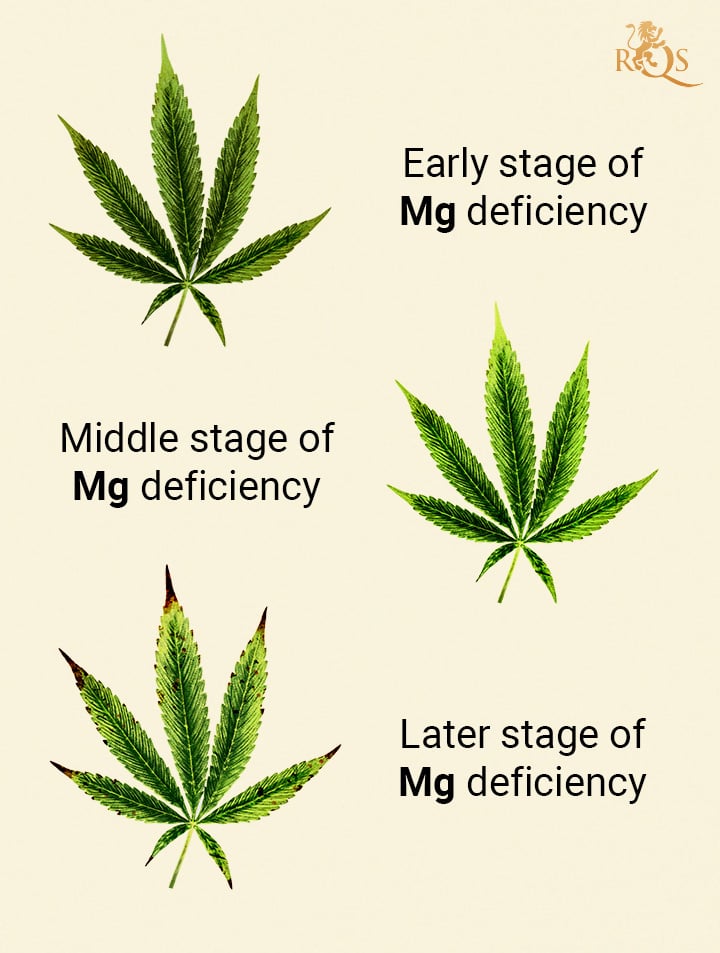 Cal Mag F R Cannabis Alles Was Du Wissen Musst RQS Blog   Mg Deficiency 2 